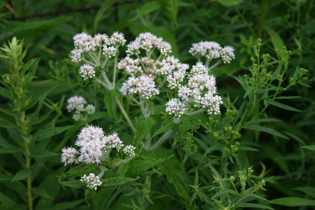 Eupatorium perfoliatum, Boneset, Feverwort, Thoroughwort Western