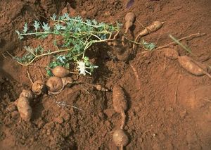 Harpagophytum procumbens - Wikipedia