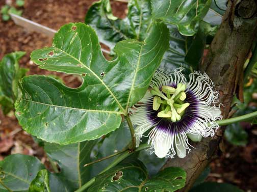 passiflora-edulis-bai-xiang-guo-passion-fruit-eastern