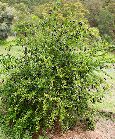 Citrus australasica, Finger lime, -Western