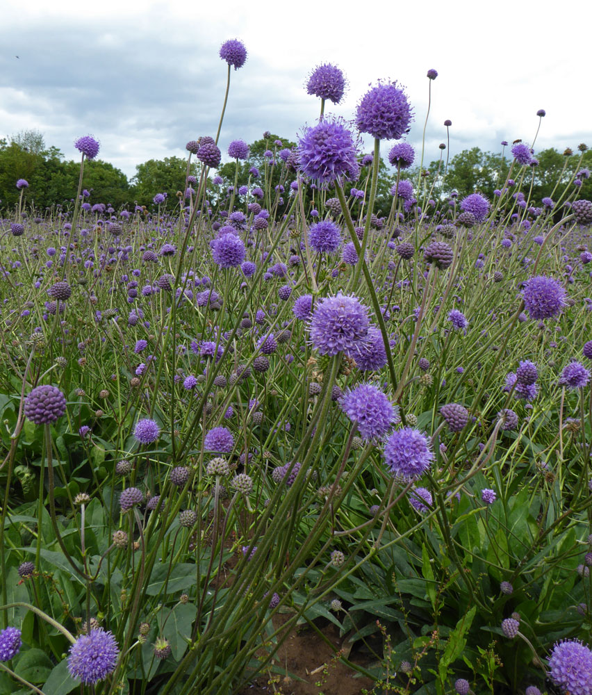 Succisa Pratensis Devil S Bit Scabious Font Western