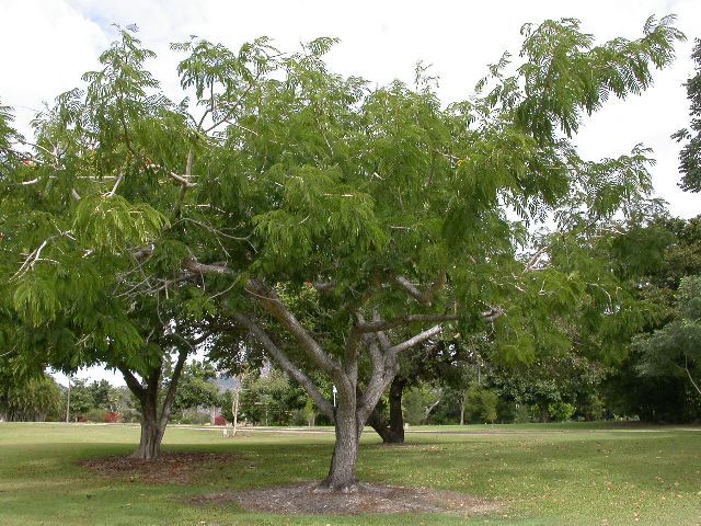 Acacia Catechu Black Catechu Dark Catechu Cutch Western