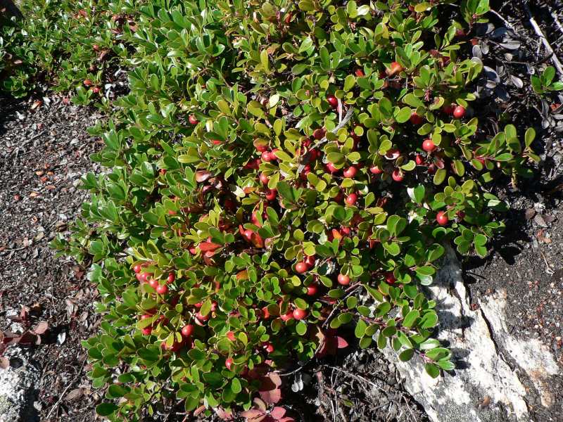 Arctostaphylos Uva Ursi Uva Ursi Bearberry Western