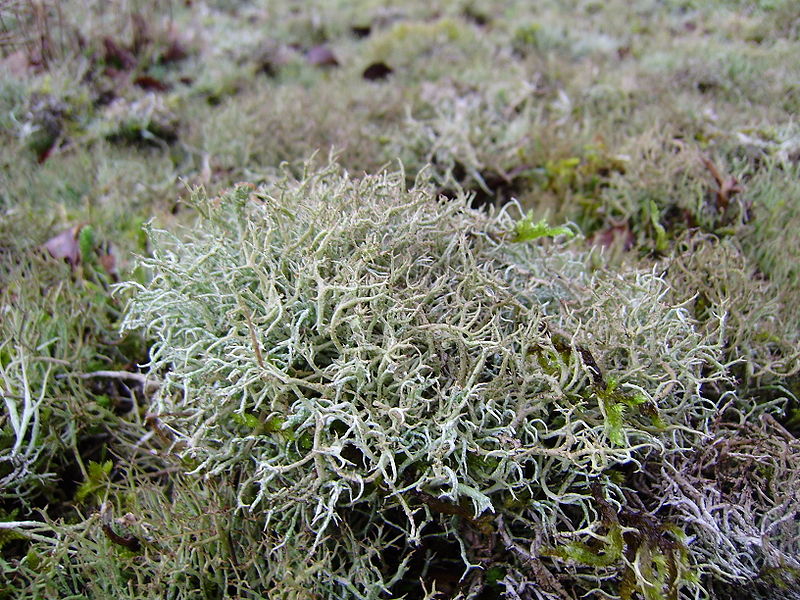 Cetraria islandica, Iceland Moss, -Western-