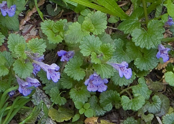 Glechoma hederacae, G. longituba, Lian qian cao, Ground Ivy, Field Balm ...