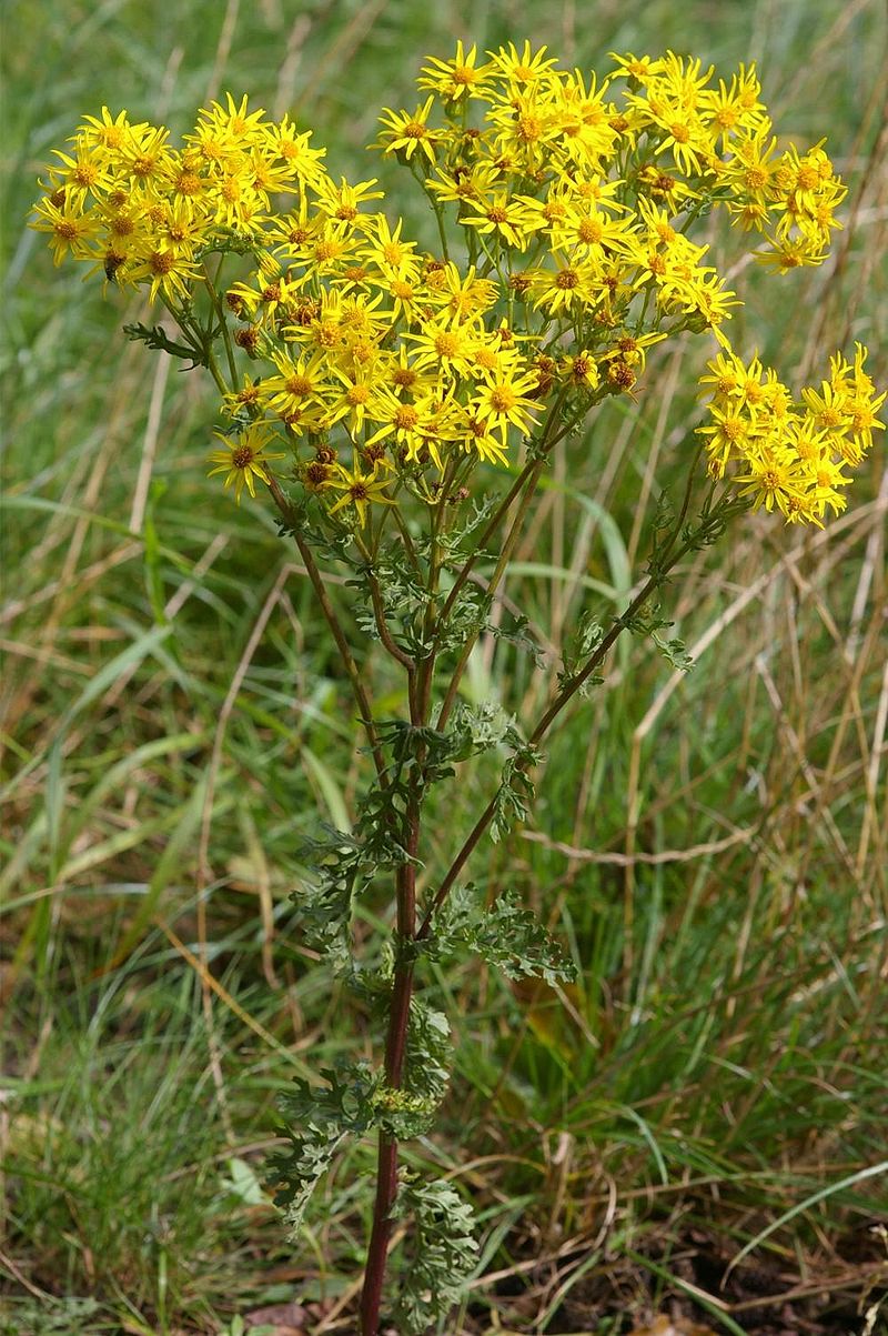 Jacobaea vulgaris, Senecio jacobaea, Tansy Ragwort, Common Ragwort, St ...