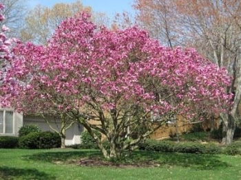 Magnolia liliflora, XIN YI HUA, Magnolia, -Eastern-