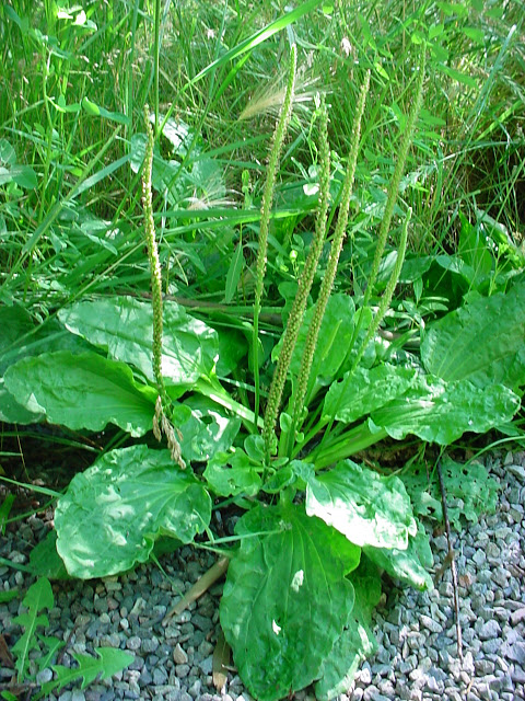 Plantago major, Greater Plantain, Broad leafed Plantain, -Western-