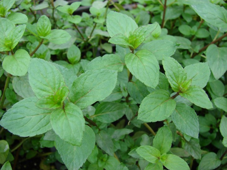 Peppermint Essential Oil 20ml - Click Image to Close